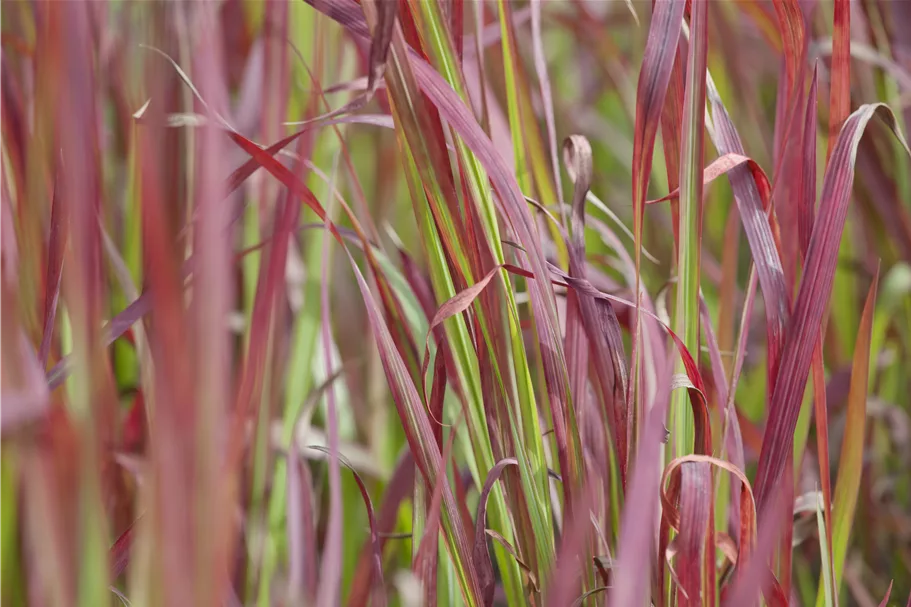 Imperata cylindrica 'Red Baron'