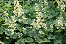 Heuchera villosa 'Chantilly'