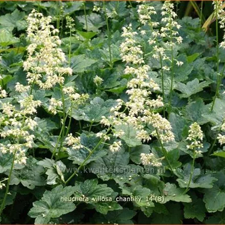 Heuchera villosa 'Chantilly'
