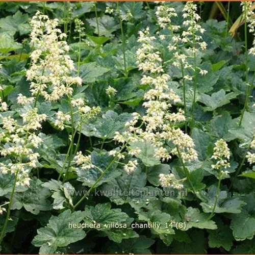 Heuchera villosa 'Chantilly'