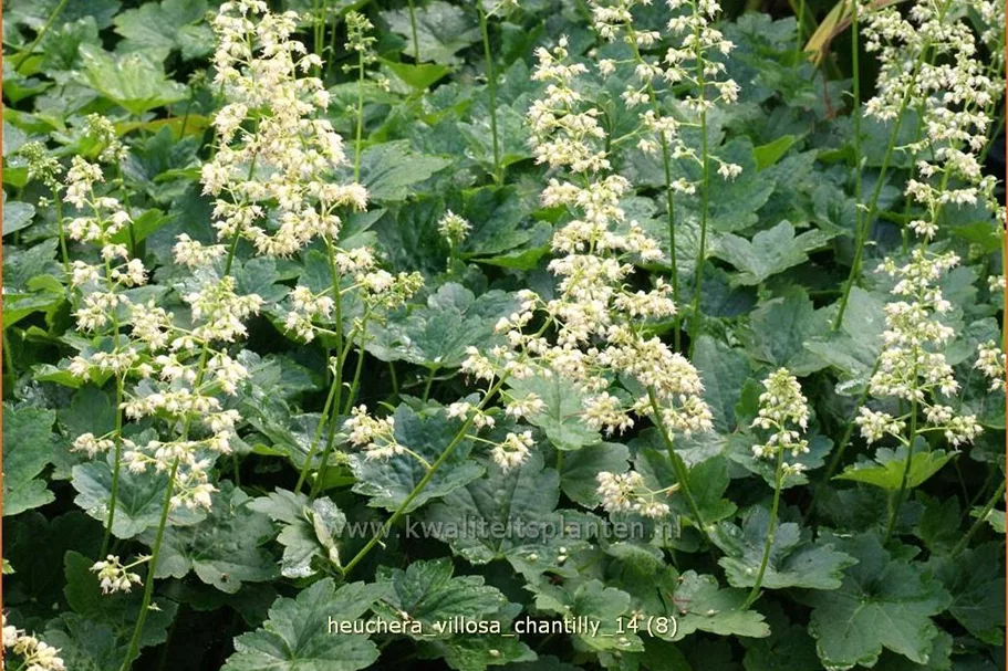 Heuchera villosa 'Chantilly'