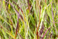Imperata cylindrica 'Red Baron'