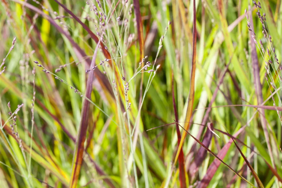 Imperata cylindrica 'Red Baron'