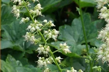 Heuchera villosa 'Chantilly'