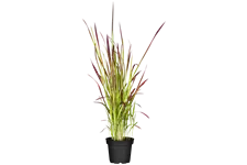 Imperata cylindrica 'Red Baron'