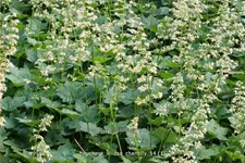 Heuchera villosa 'Chantilly'