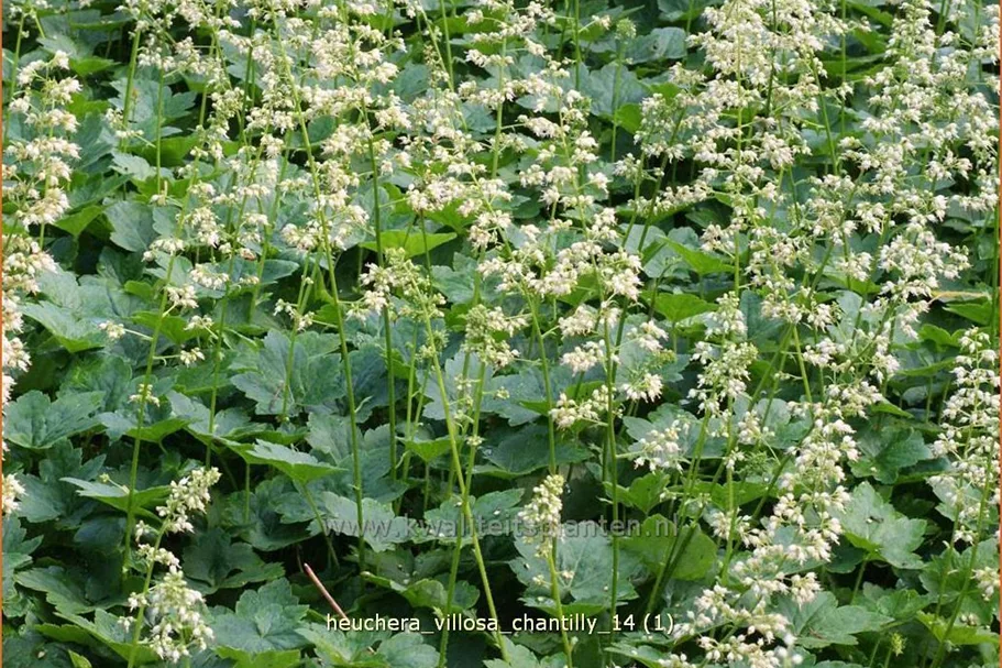 Heuchera villosa 'Chantilly'