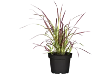 Imperata cylindrica 'Red Baron'