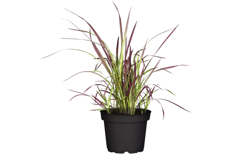 Imperata cylindrica 'Red Baron'