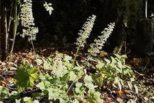 Heuchera villosa 'Chantilly'