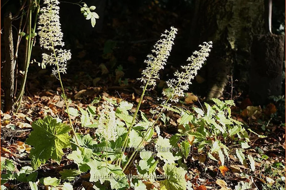 Heuchera villosa 'Chantilly'