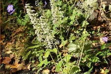 Heuchera villosa 'Chantilly'