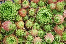 Jovibarba sobolifera 'Green Globe'