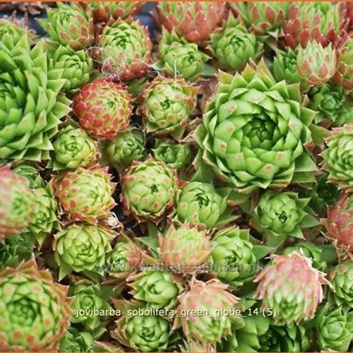 Jovibarba sobolifera 'Green Globe'