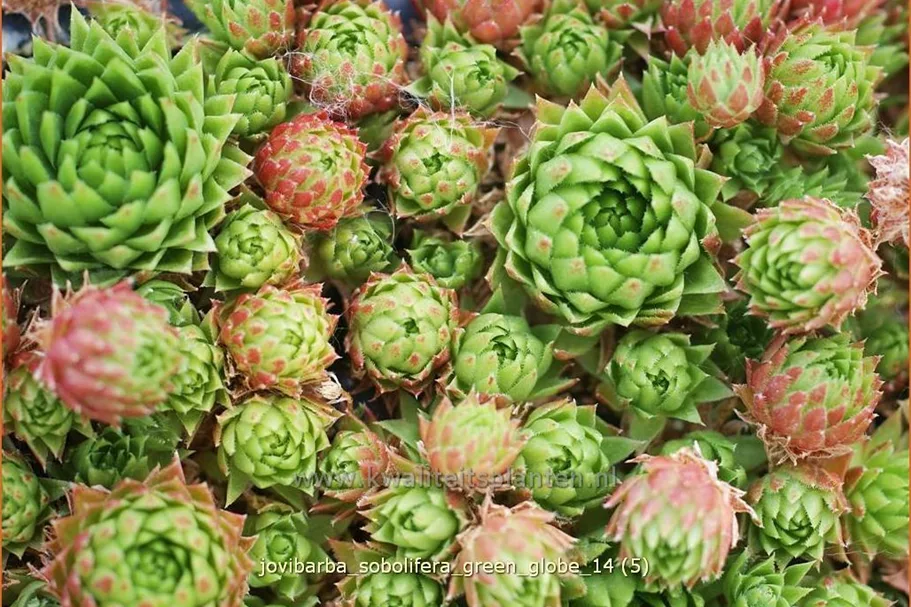 Jovibarba sobolifera 'Green Globe'