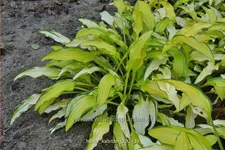 Hosta 'Kabitan'