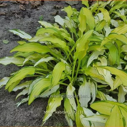 Hosta 'Kabitan'