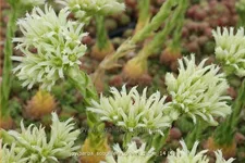 Jovibarba sobolifera 'Green Globe'