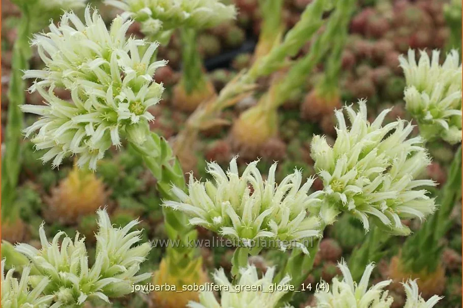 Jovibarba sobolifera 'Green Globe'