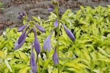 Hosta 'Kabitan'