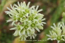 Jovibarba sobolifera 'Green Globe'