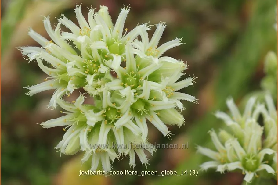 Jovibarba sobolifera 'Green Globe'