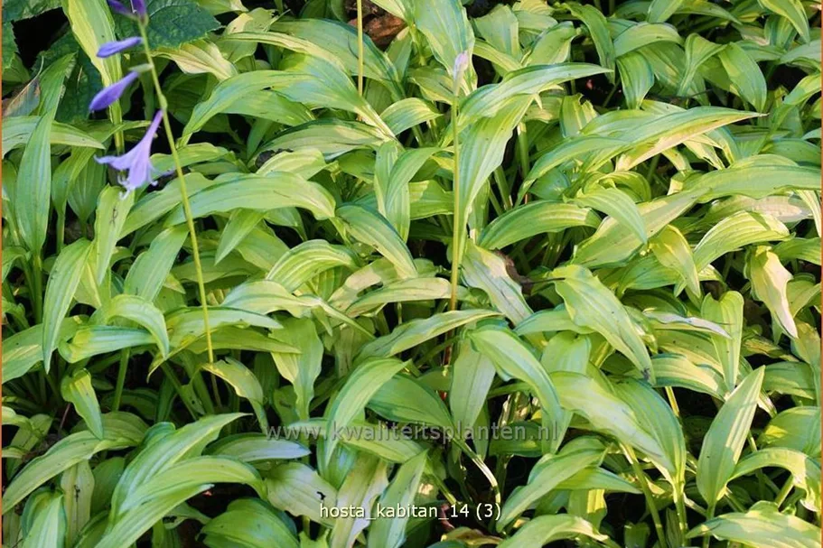 Hosta 'Kabitan'