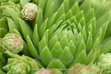 Jovibarba sobolifera 'Green Globe'
