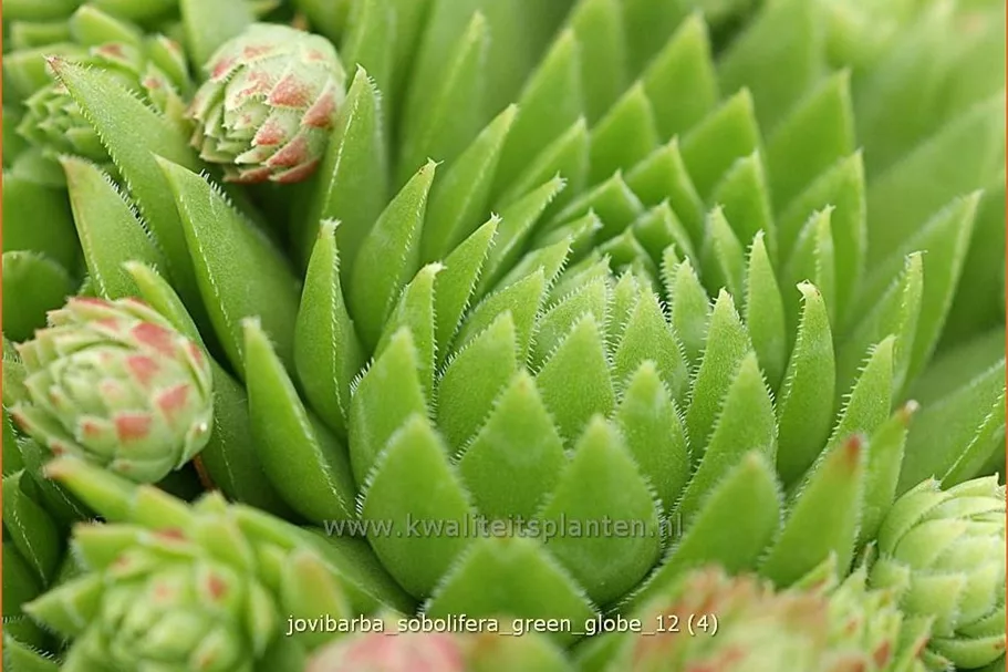 Jovibarba sobolifera 'Green Globe'