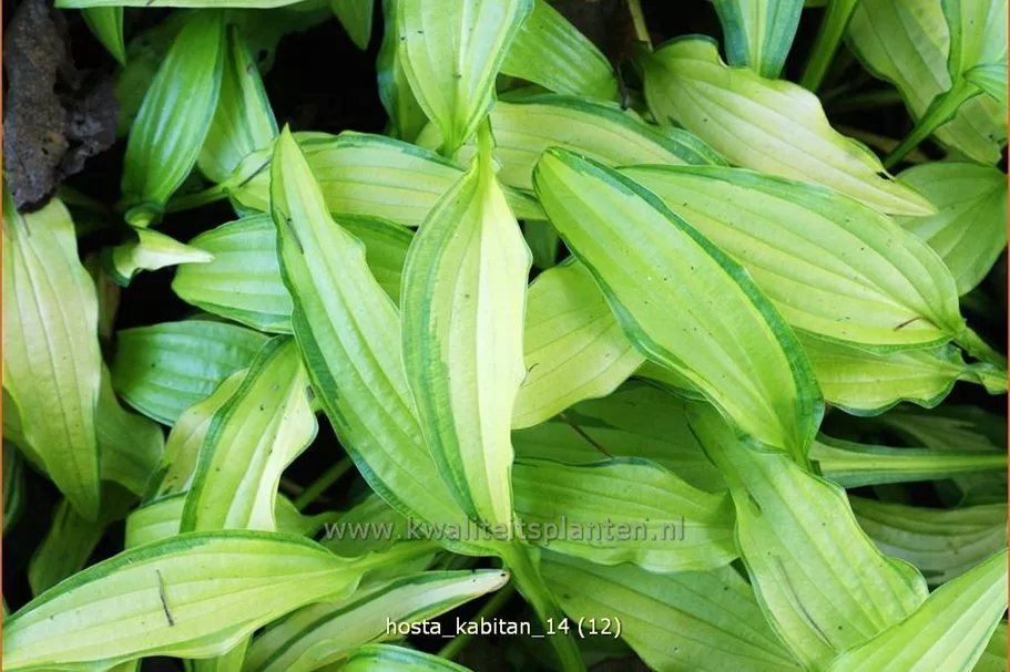 Hosta 'Kabitan'