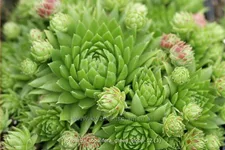 Jovibarba sobolifera 'Green Globe'