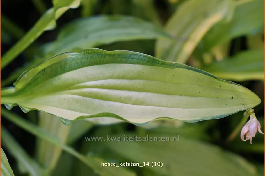 Hosta 'Kabitan'