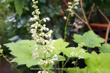 Heuchera villosa var. macrorrhiza