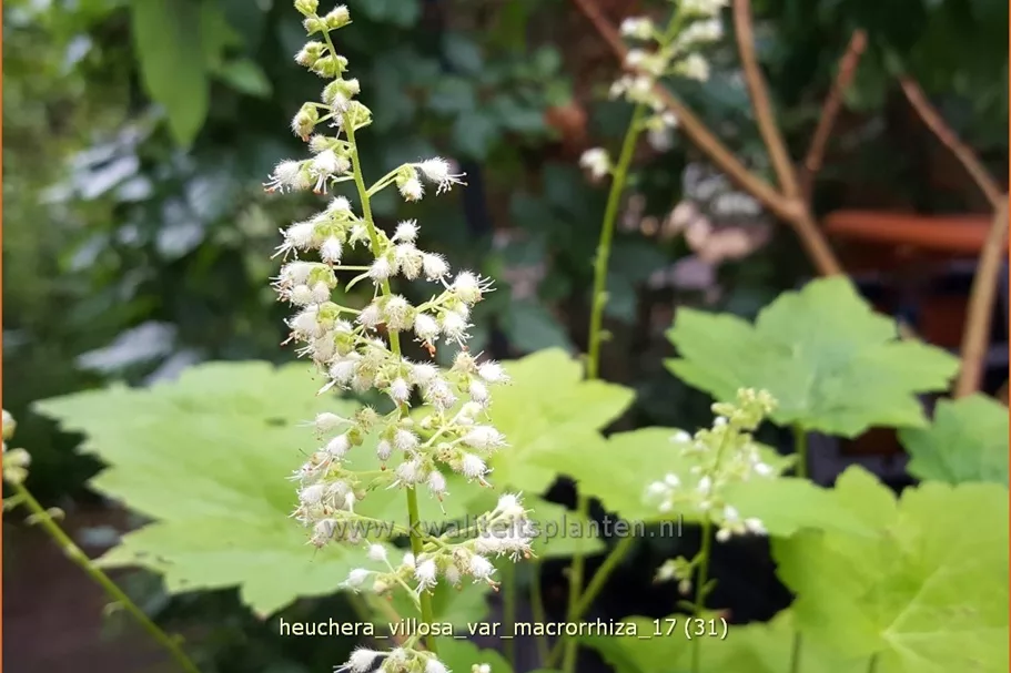 Heuchera villosa var. macrorrhiza