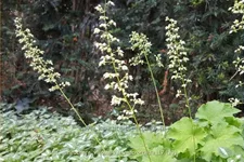 Heuchera villosa var. macrorrhiza