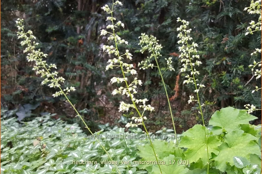 Heuchera villosa var. macrorrhiza
