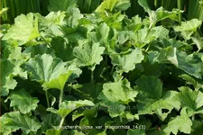 Heuchera villosa var. macrorrhiza