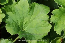 Heuchera villosa var. macrorrhiza