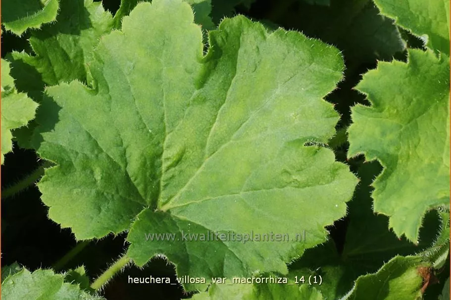 Heuchera villosa var. macrorrhiza