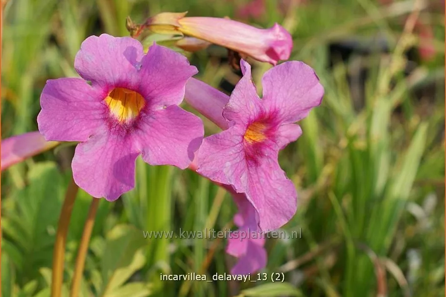 Incarvillea delavayi