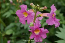 Incarvillea delavayi