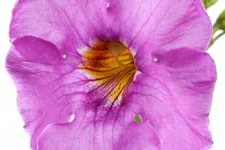 Incarvillea delavayi