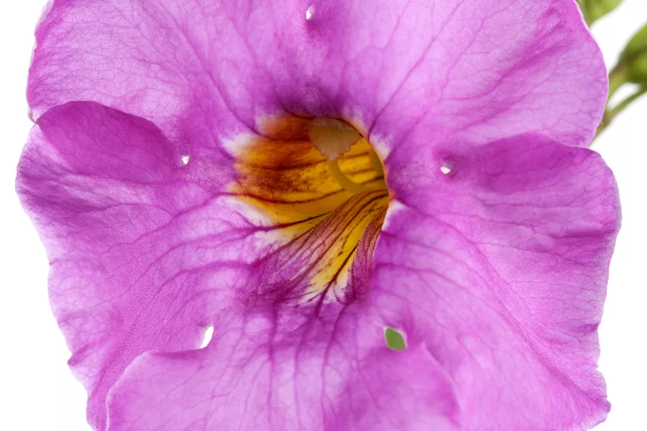 Incarvillea delavayi