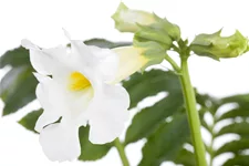 Incarvillea delavayi