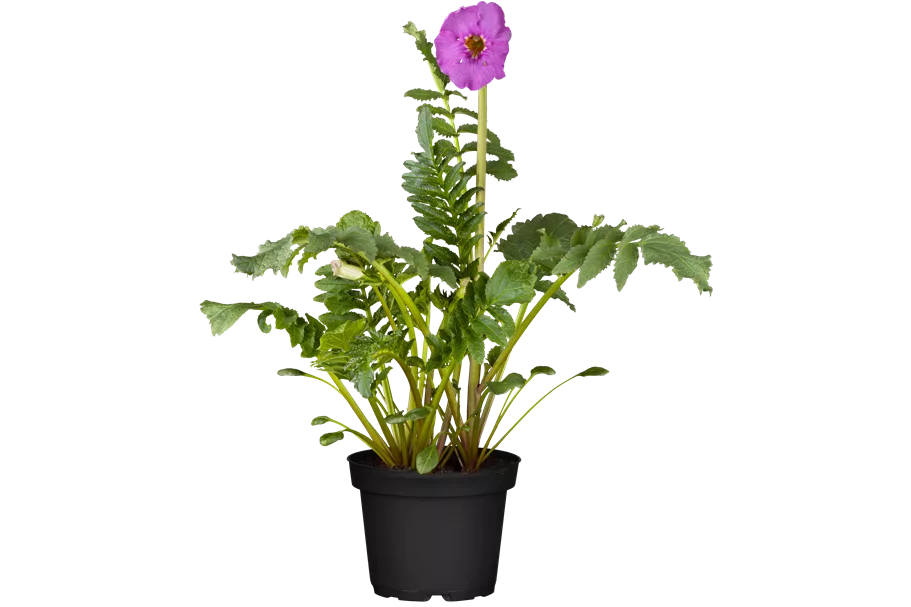 Incarvillea delavayi