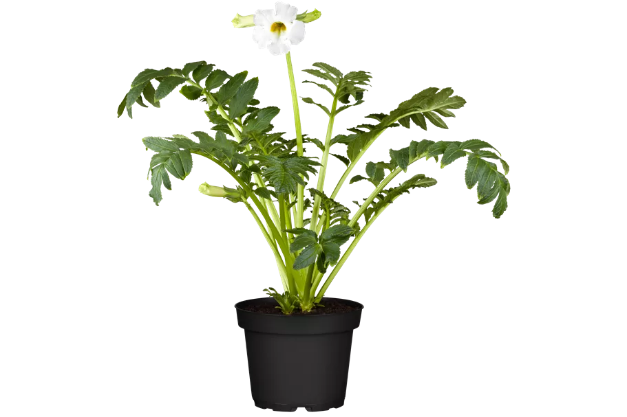 Incarvillea delavayi