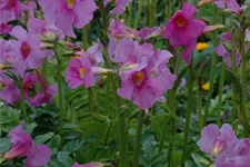 Incarvillea delavayi