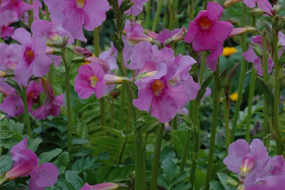 Incarvillea delavayi