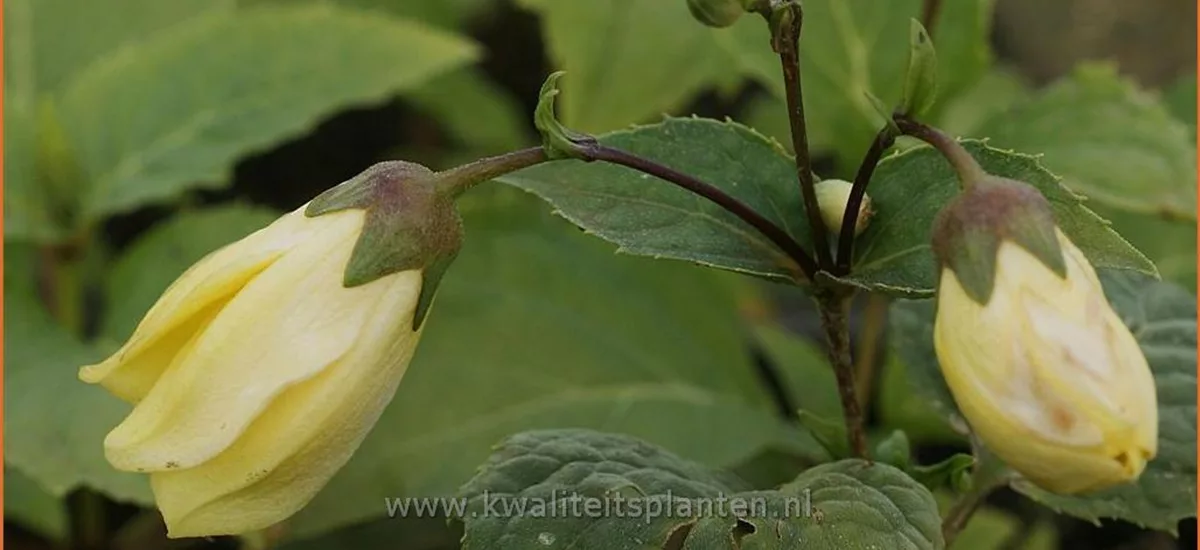 Kirengeshoma palmata 'Black Style'