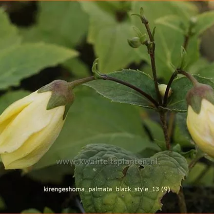 Kirengeshoma palmata 'Black Style'